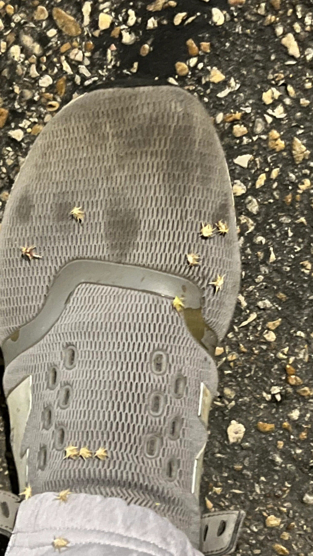 Weed Control Is Up To You - Sandburs & Grievances