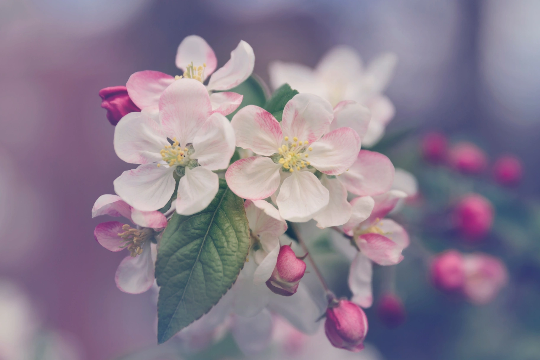 10 of my favourite plants - indoor and outdoor