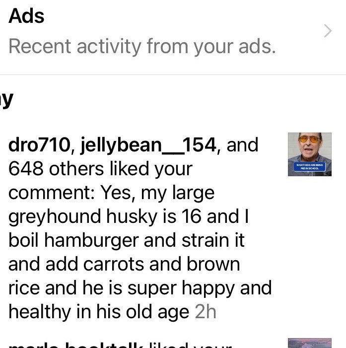 How to help your large dog live to Age 16 like Rocko