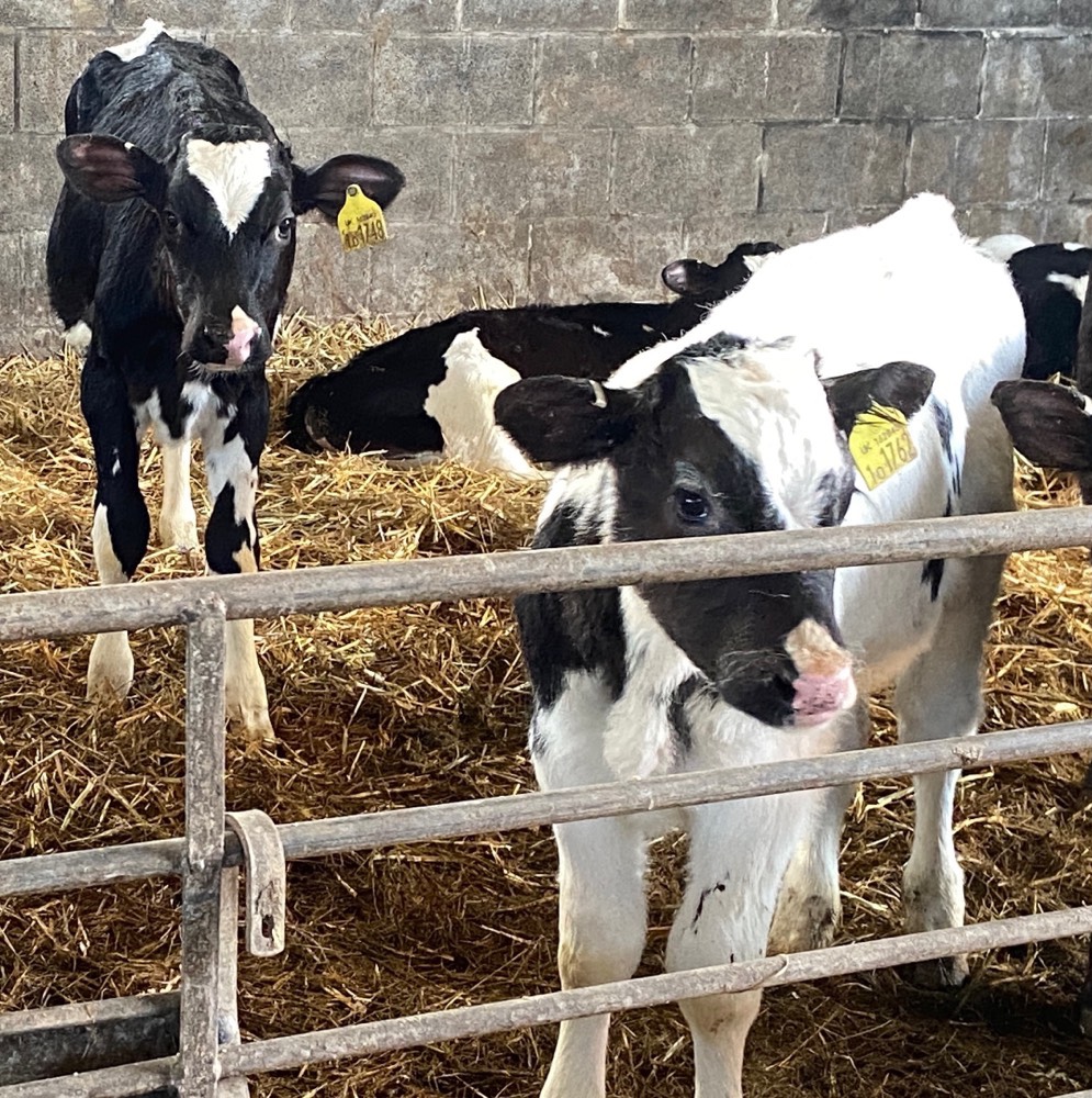 10 things you might find on a dairy farm